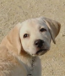 实习警犬物语豆粉